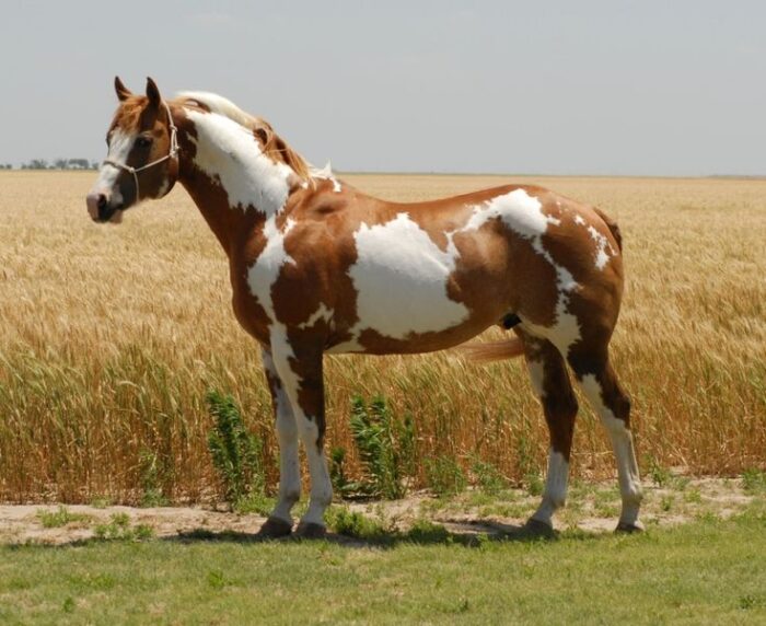 Paint Horse - Image 2