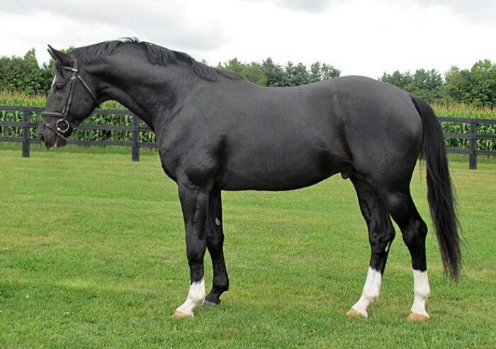 Hanoverian Horse - Image 2