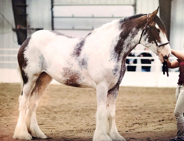 Clydesdale Horse - Image 2