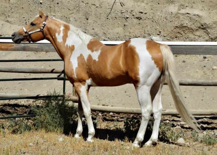 Paint Horse - Image 5