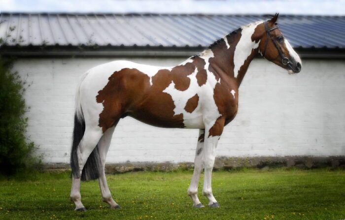 Paint Horse - Image 6