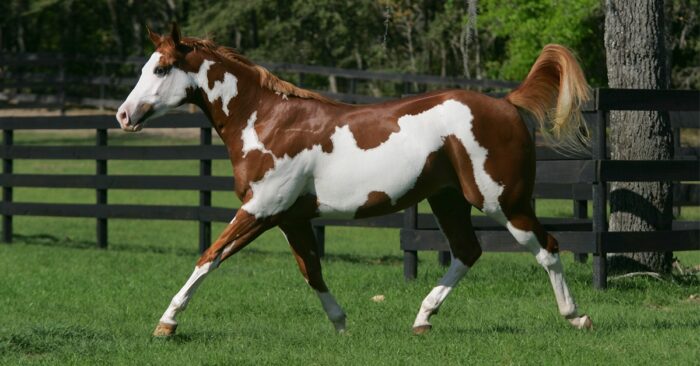 Paint Horse - Image 7