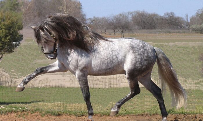 Andalusian Horse - Image 3