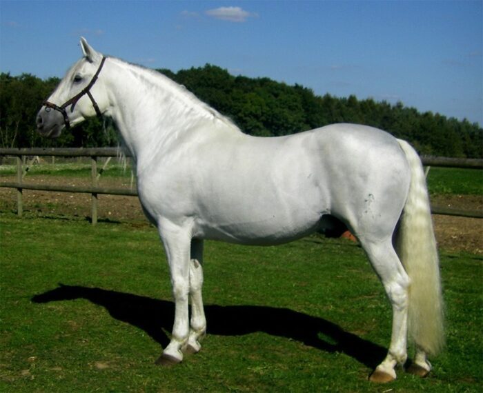 Andalusian Horse - Image 4
