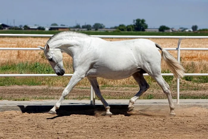 Andalusian Horse - Image 5