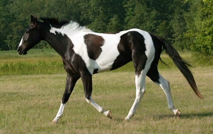 Paint Horse - Image 9