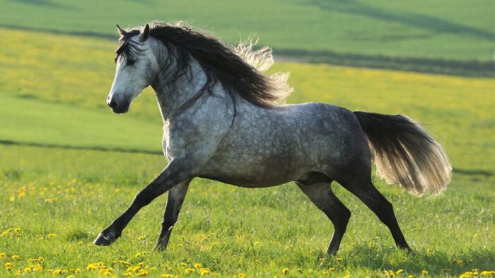 Andalusian Horse - Image 7