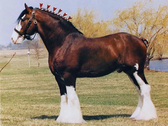 Clydesdale Horse - Image 6