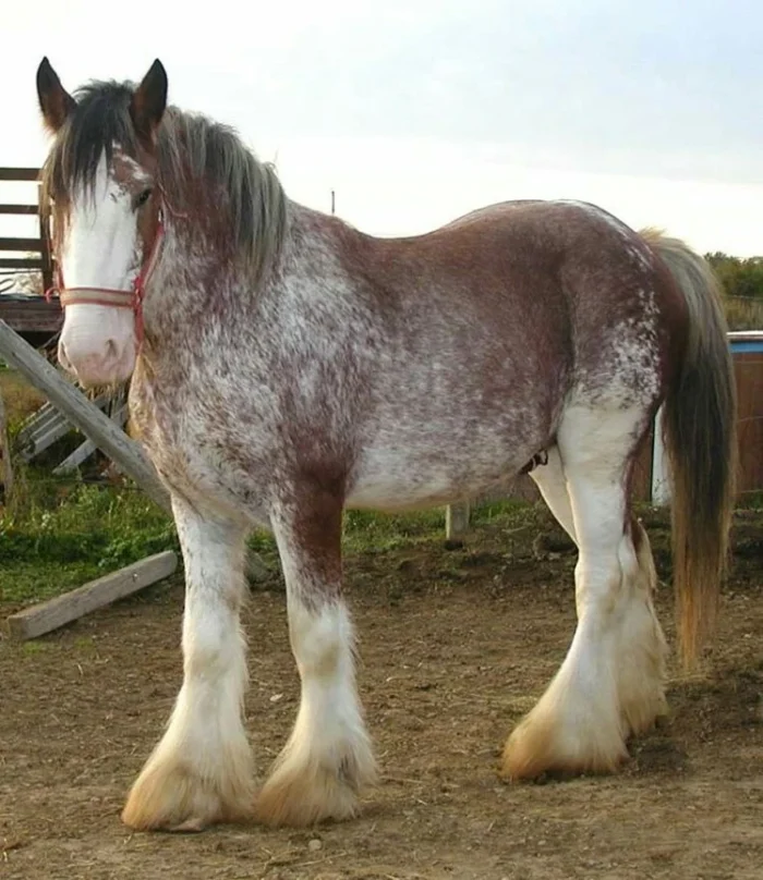 Clydesdale Horse - Image 7