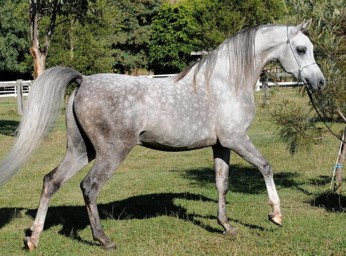 Arabian Horse