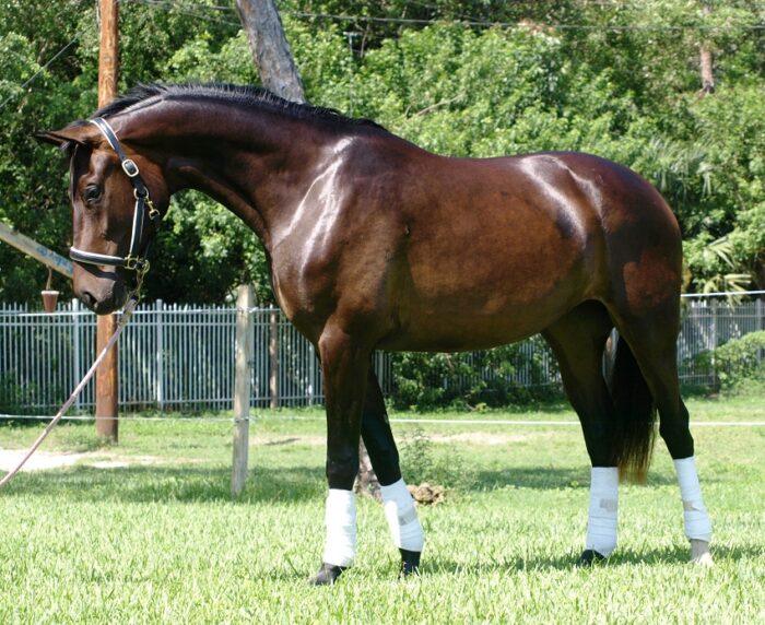 Hanoverian Horse - Image 9