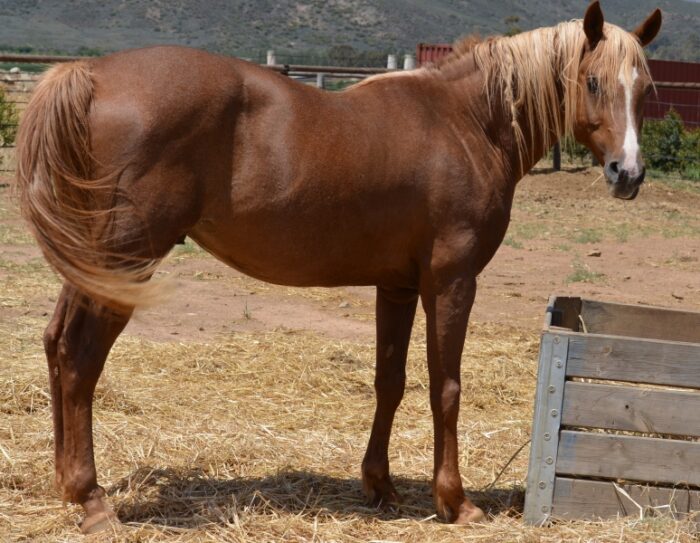 Arabian Horse - Image 6