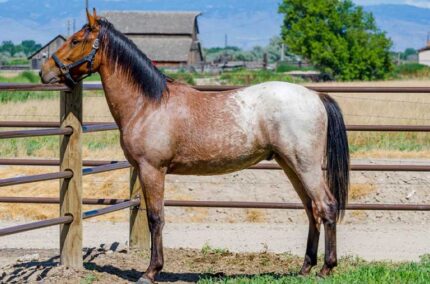 Quarter Horse