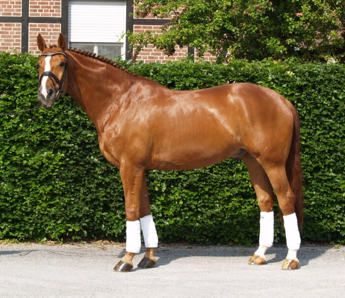Hanoverian Horse - Image 13