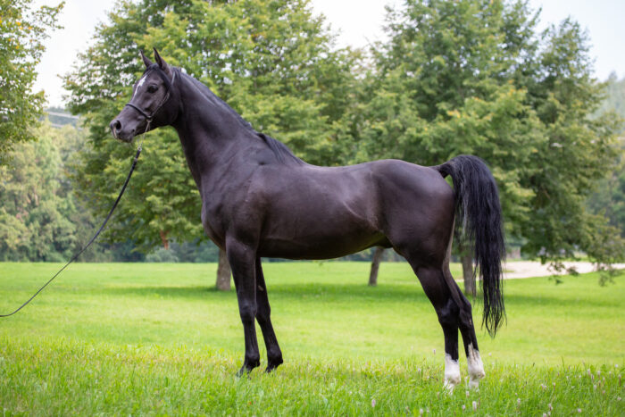 Arabian Horse - Image 11
