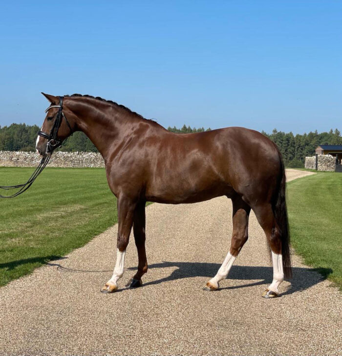 Hanoverian Horse - Image 5