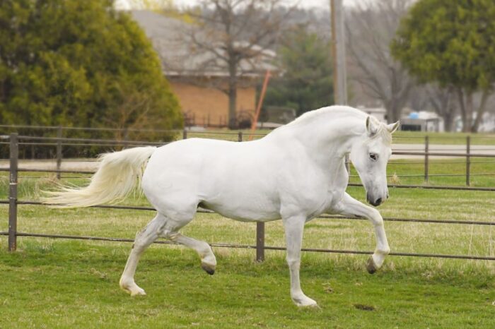 Andalusian Horse - Image 6