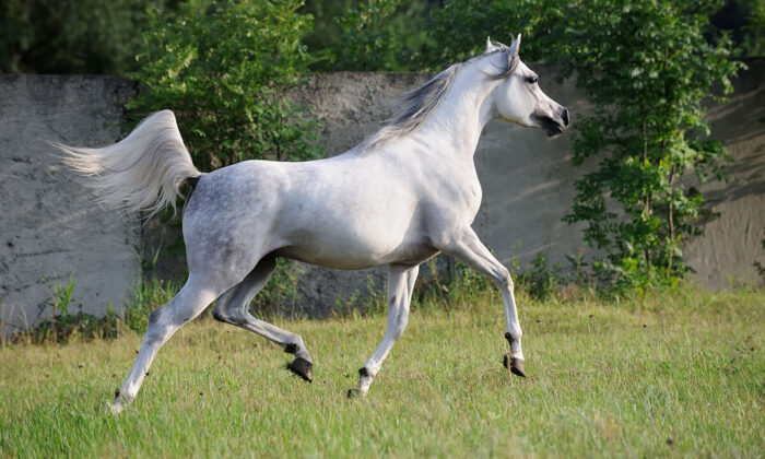Arabian Horse - Image 3