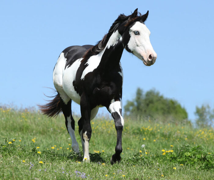 Paint Horse - Image 10