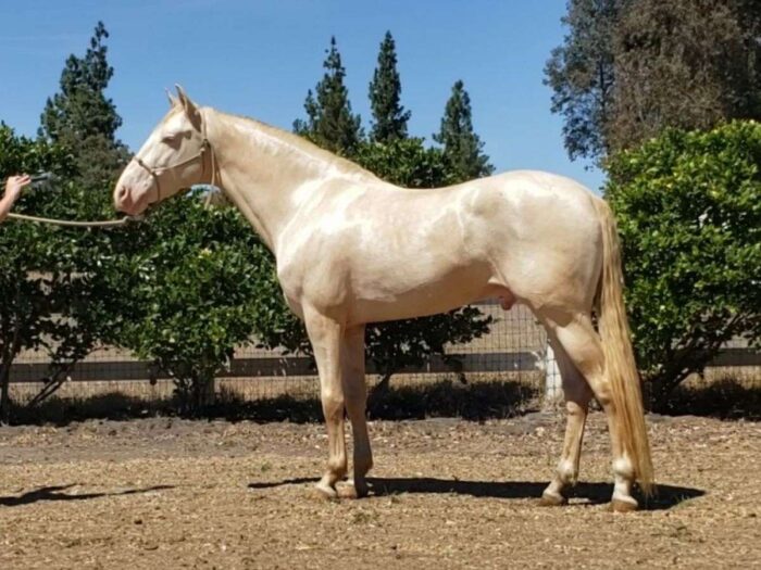 Andalusian Horse - Image 9