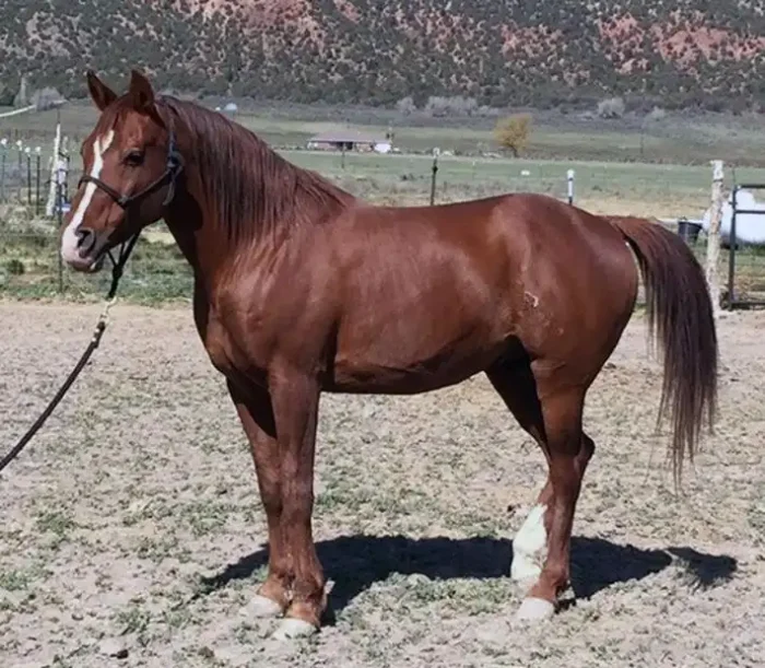 Arabian Horse - Image 5