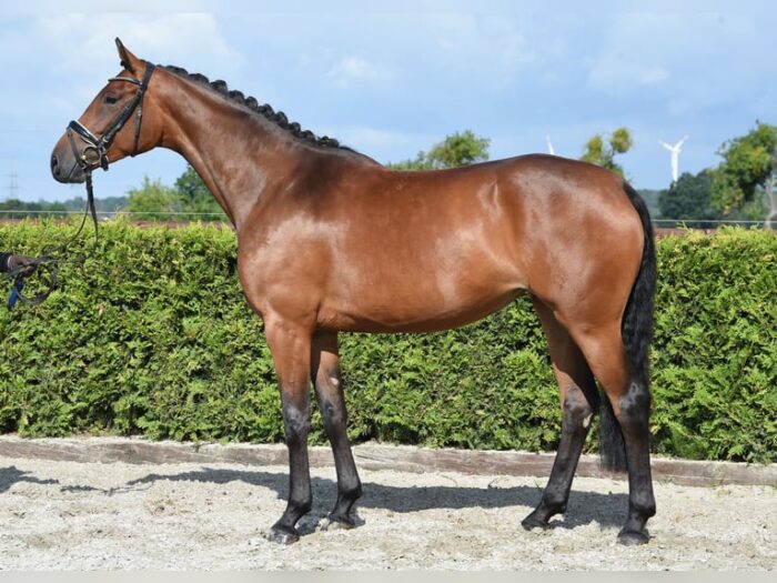 Hanoverian Horse - Image 14