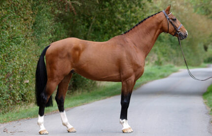 Hanoverian Horse