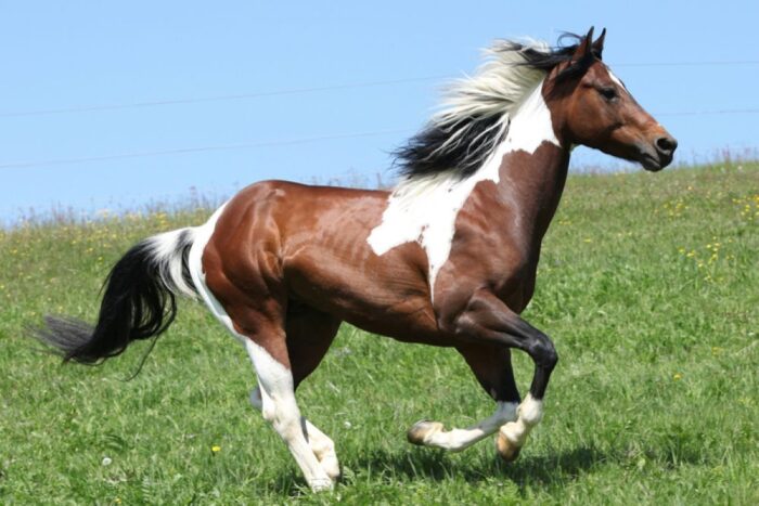 Paint Horse - Image 13