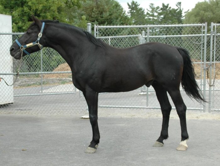 Hanoverian Horse - Image 12