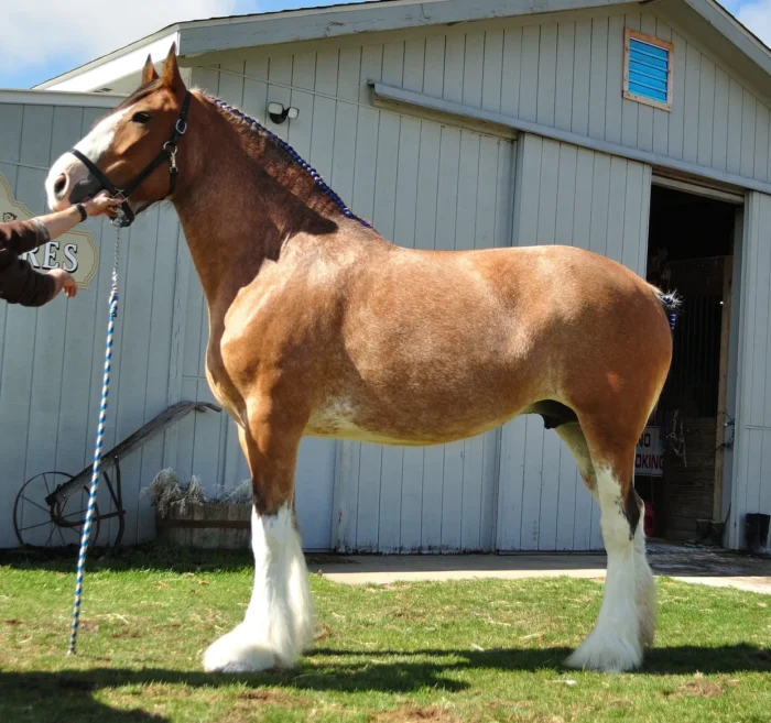 Clydesdale Horse