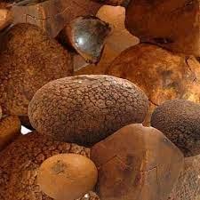 OX Gallstones - Image 4